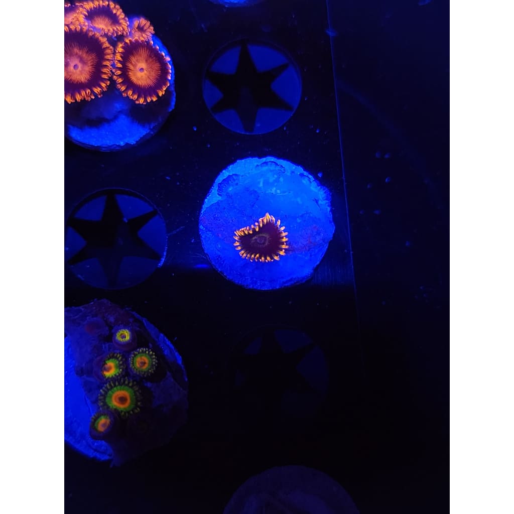 Rainbow Hornet Zoanthid Frag WYSIWYG!