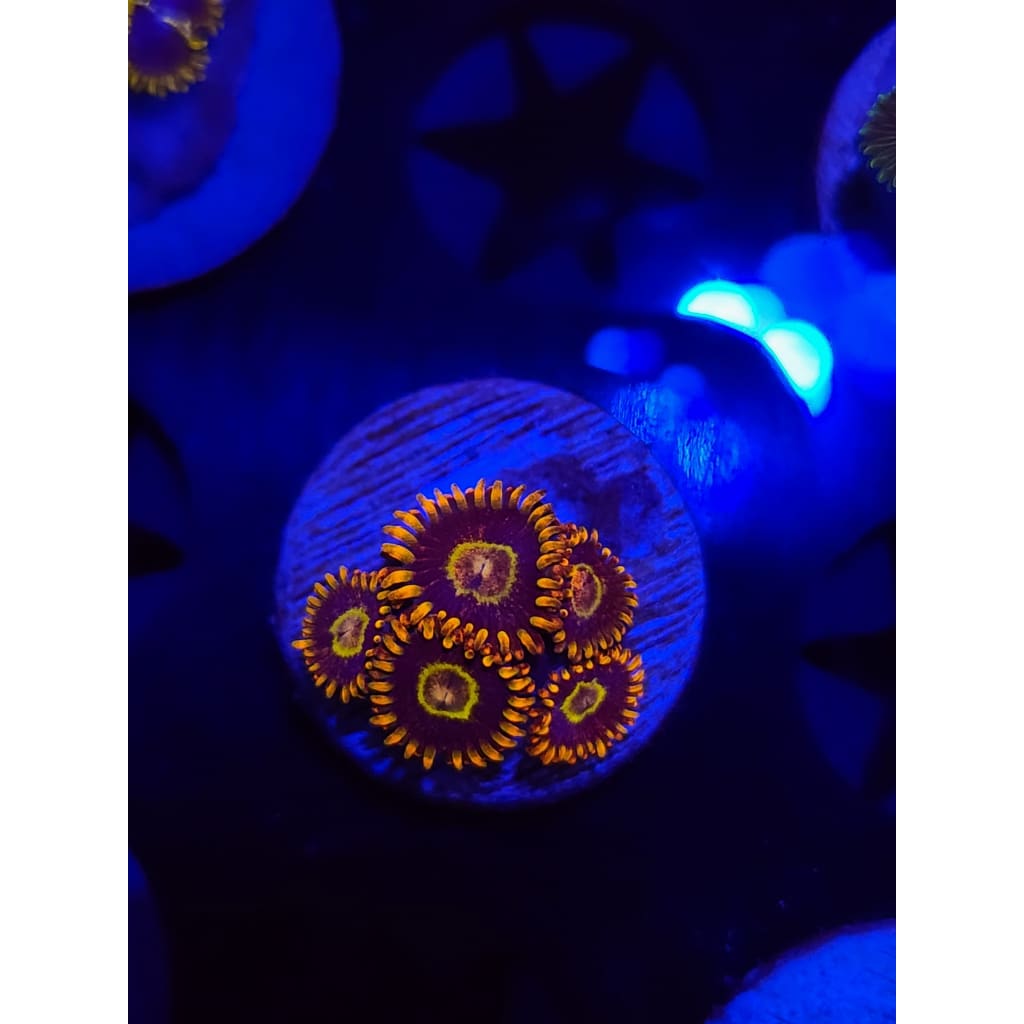 Rainbow Hornet Zoanthid Frag WYSIYWG!
