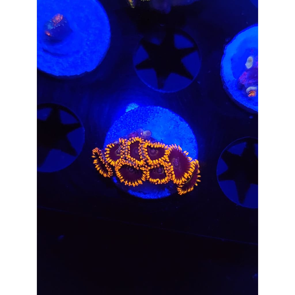 Rainbow Hornets Zoanthid Frag WYSIWYG!