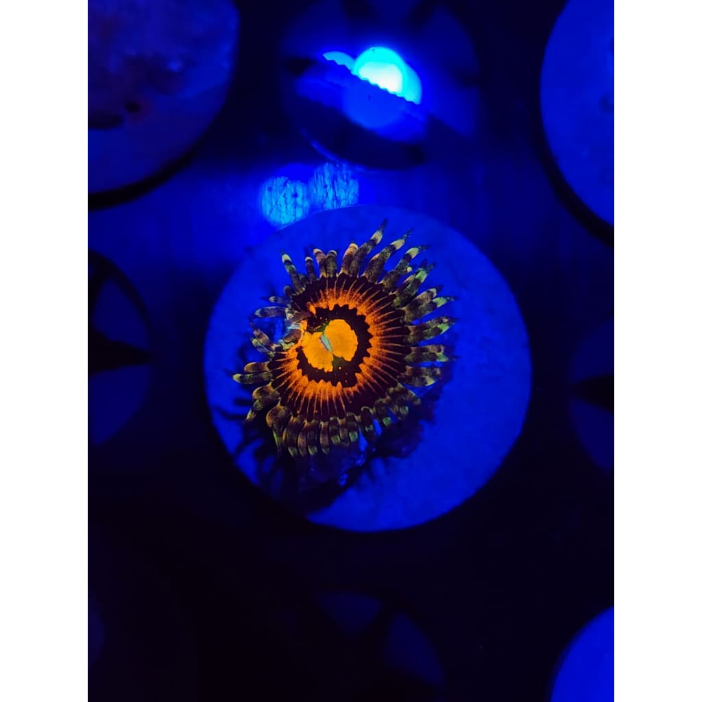 Rainbow Incinerator Zoanthid Frag WYSIWYG!