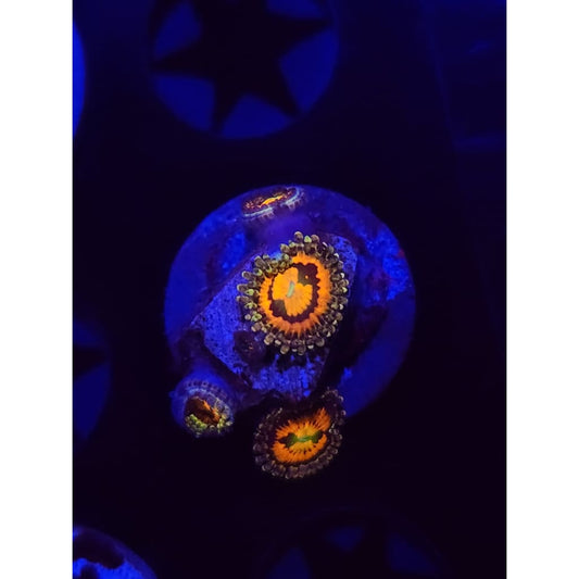 Rainbow Incinerator Zoanthid Frag WYSIWYG!