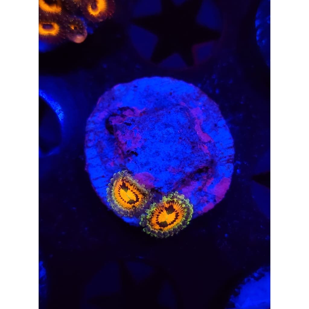 Rainbow Incinerator Zoanthid Frag WYSIWYG!