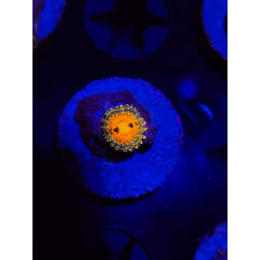 Rainbow Incinerator Zoanthid Frag WYSIWYG!