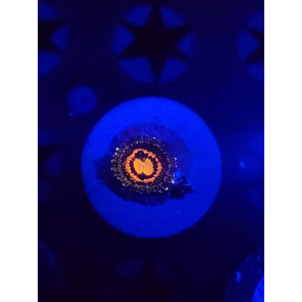 Rainbow Incinerator Zoanthid Frag WYSIWYG!