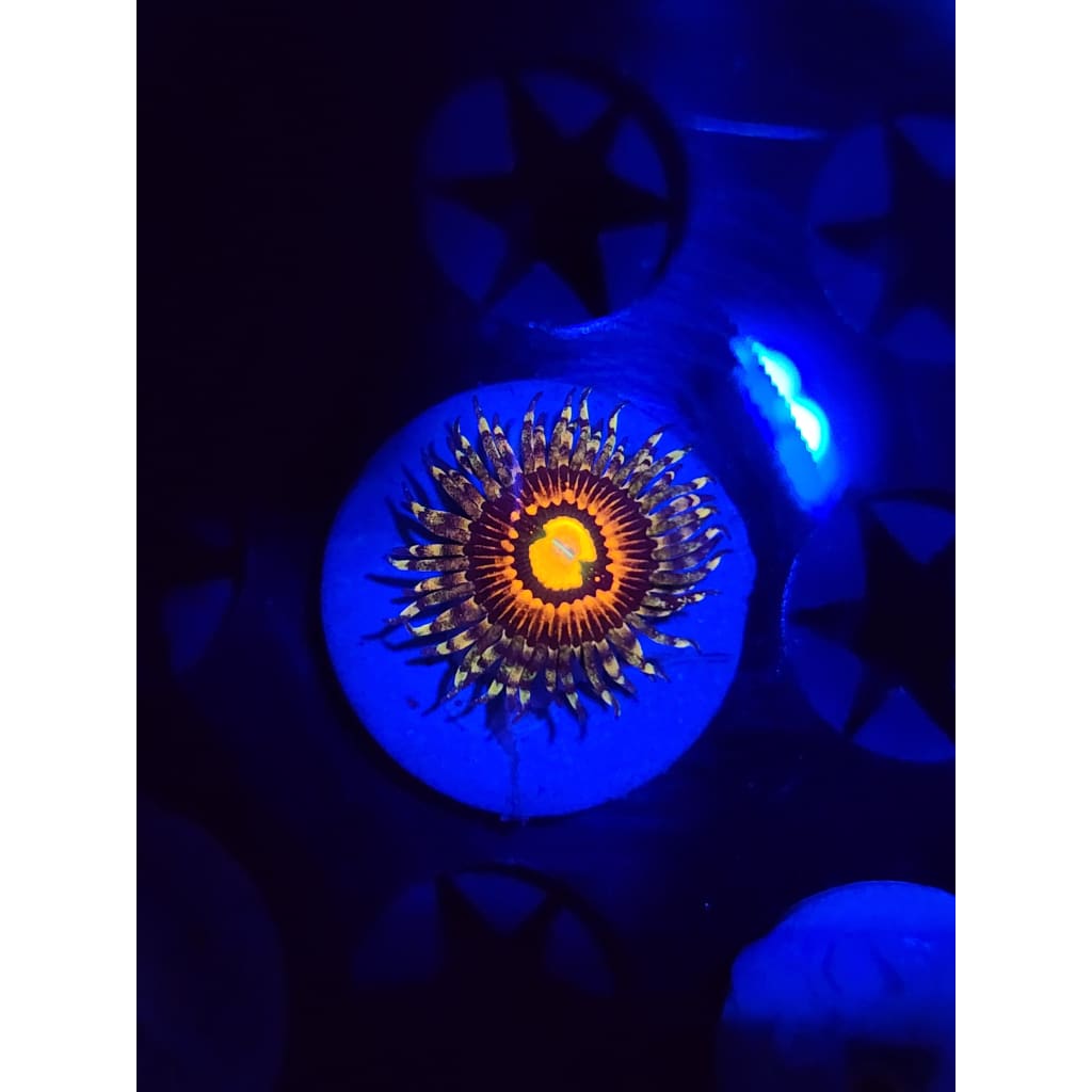 Rainbow Incinerator Zoanthid Frag WYSIWYG!