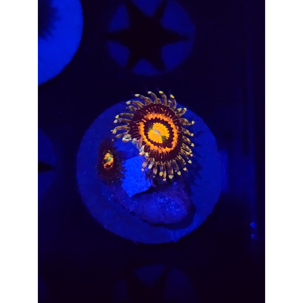 Rainbow Incinerator Zoanthid Frag WYSIWYG!