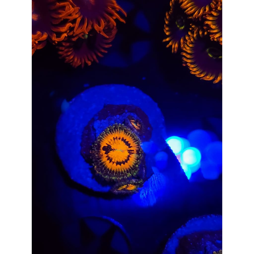 Rainbow Incinerator Zoanthid Frag WYSIWYG!