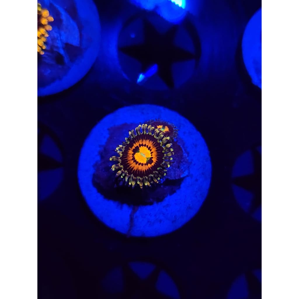 Rainbow Incinerator Zoanthid Frag WYSIWYG!