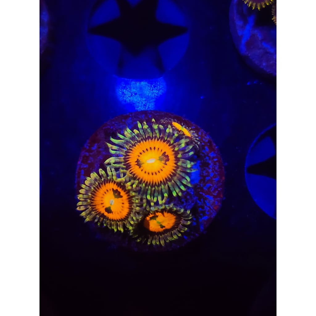 Rainbow Incinerator Zoanthid Frag WYSIWYG!