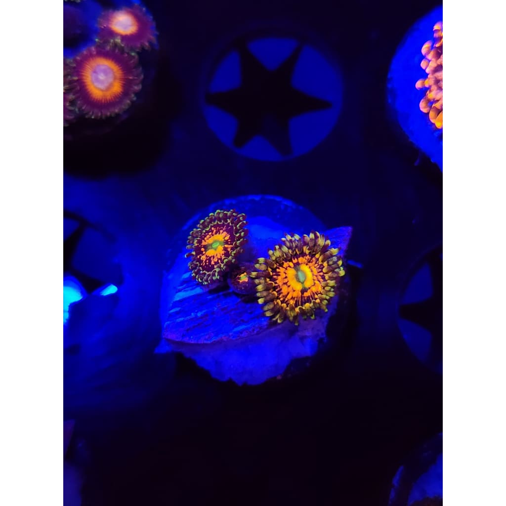Rainbow Incinerator Zoanthid Frag WYSIWYG!