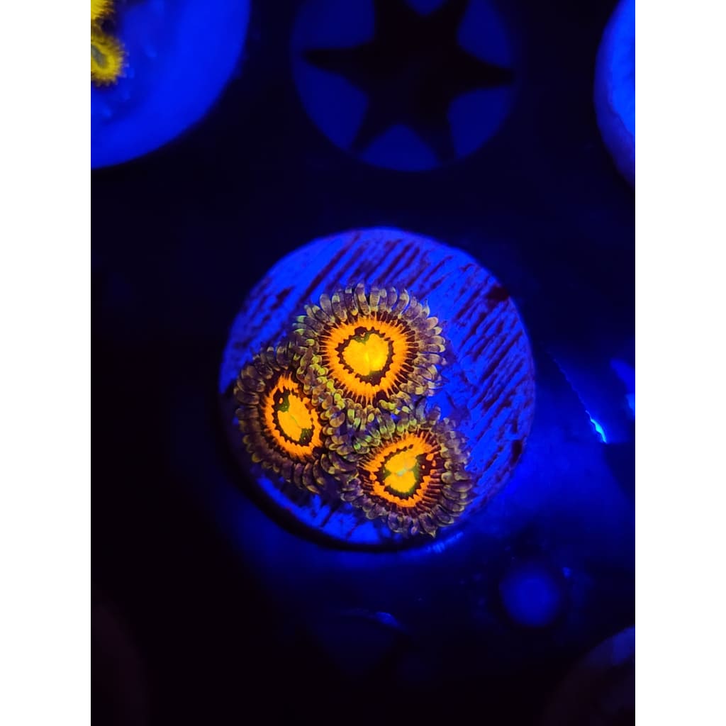 Rainbow Incinerator Zoanthid Frag WYSIYWG!