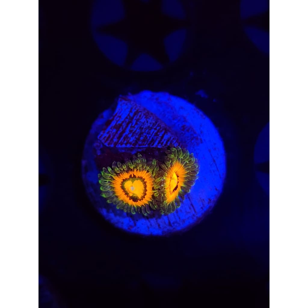 Rainbow Incinerator Zoanthid Frag WYSIYWG!