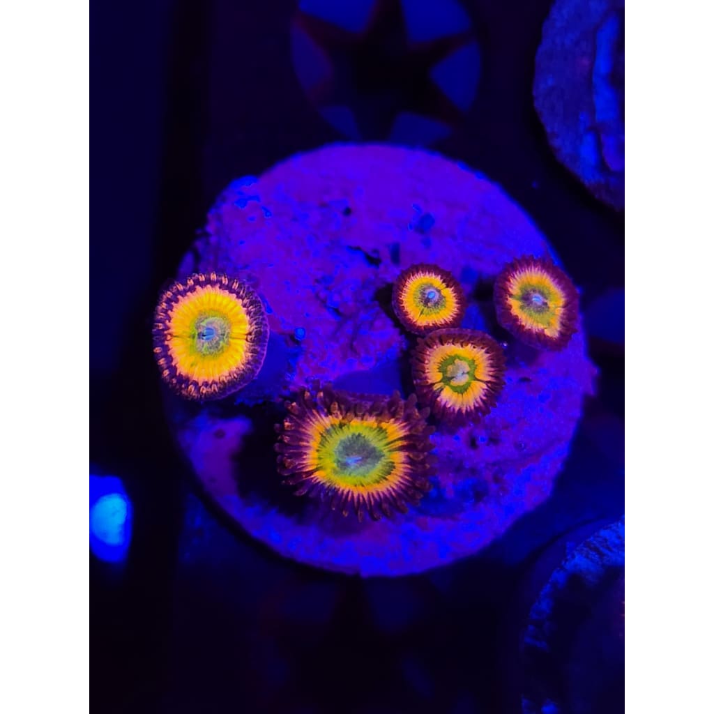 Rainbow Infusion Zoanthid Frag WYSIWYG!
