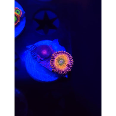 Rainbow Infusion Zoanthid Frag WYSIWYG!