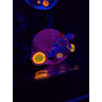 Rainbow Infusion Zoanthid Frag WYSIWYG!