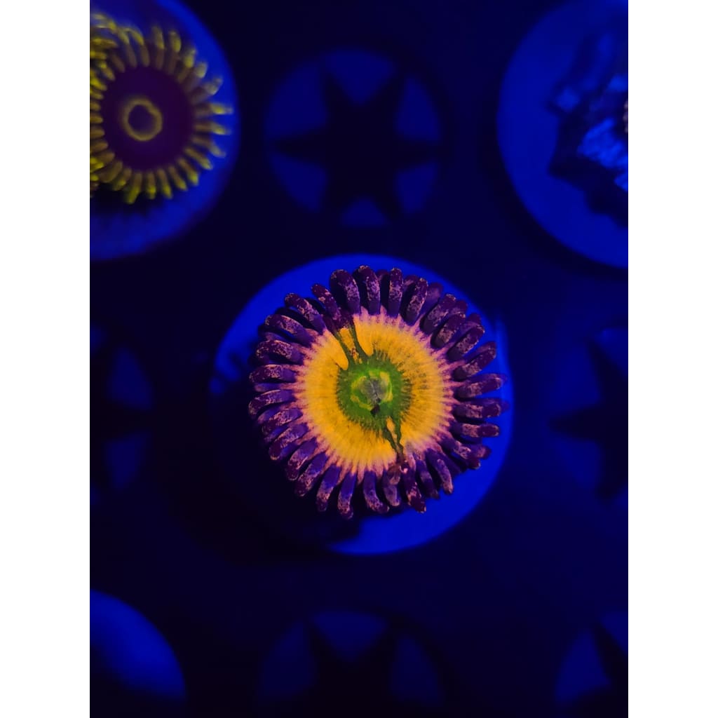 Rainbow Infusion Zoanthid Frag WYSIWYG!