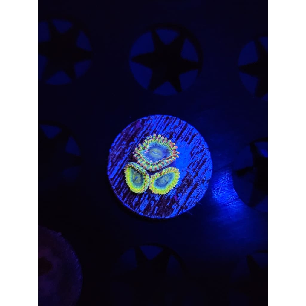 Rainbow Rhino Zoanthid Frag WYSIWYG!