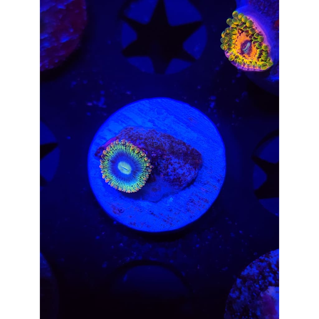 Rainbow Rhino Zoanthid Frag WYSIWYG!