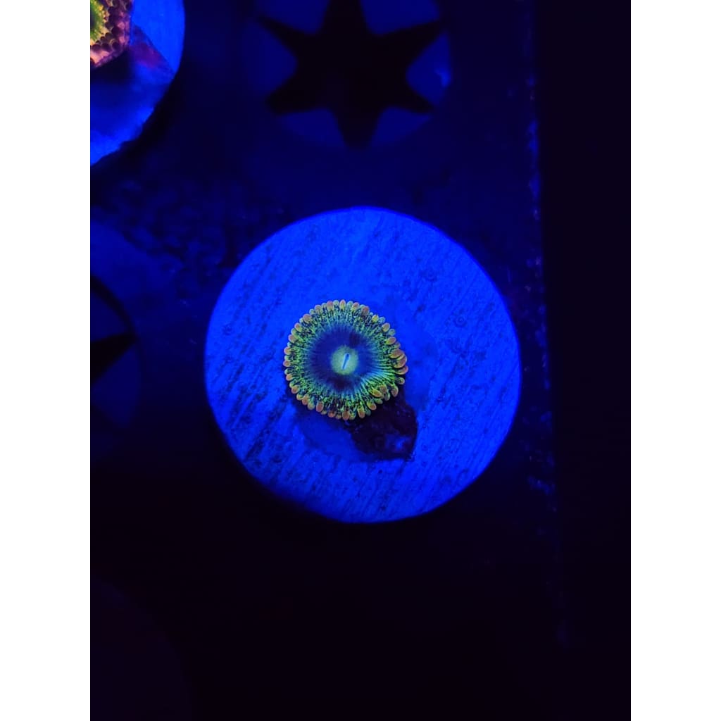Rainbow Rhino Zoanthid Frag WYSIWYG!
