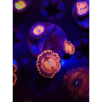 Rainbow Sakura Zoanthid Frag WYSIWYG!