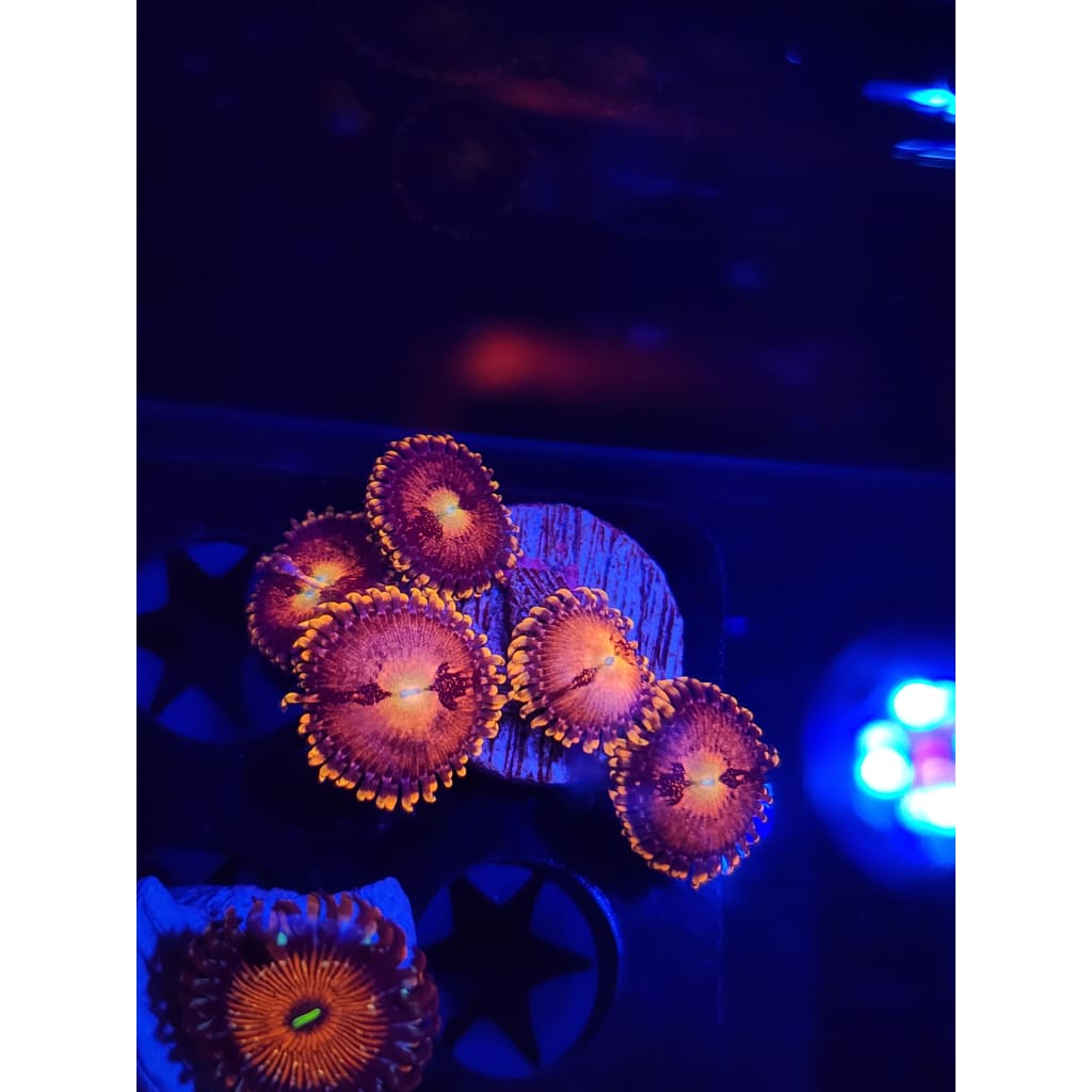 Rainbow Sakura Zoanthid Frag WYSIWYG!