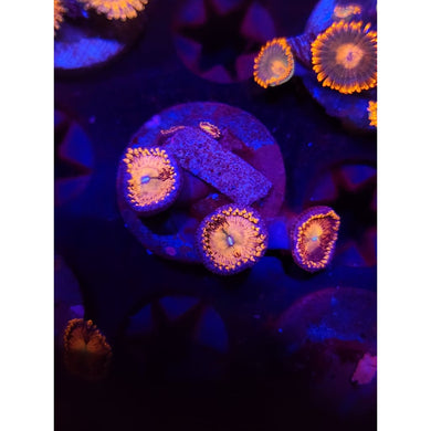 Rainbow Sakura Zoanthid Frag WYSIWYG!
