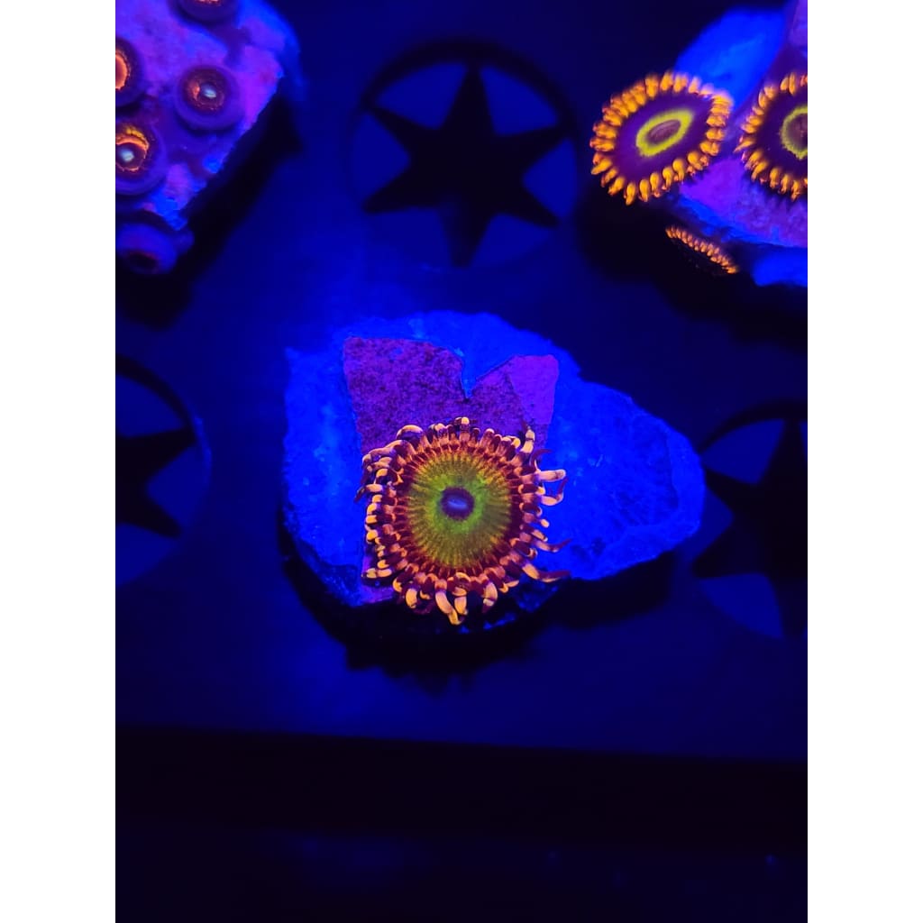 Rainbow Troll Zoanthid Frag WYSIWYG!