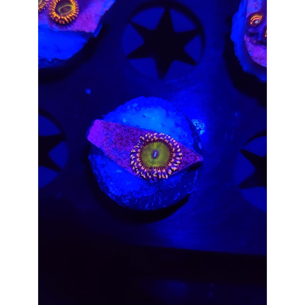 Rainbow Troll Zoanthid Frag WYSIWYG!
