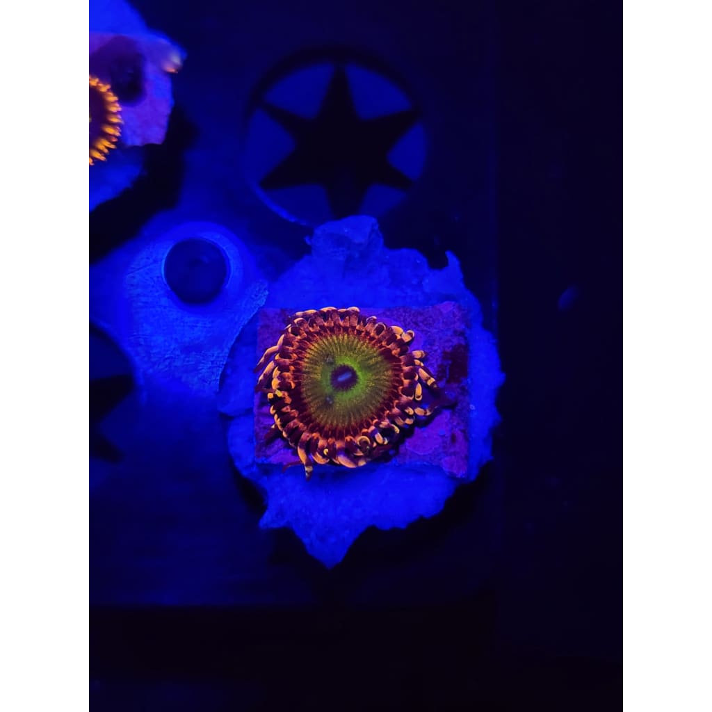 Rainbow Troll Zoanthid Frag WYSIWYG!