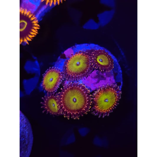 Rainbow Troll Zoanthid Frag WYSIWYG!