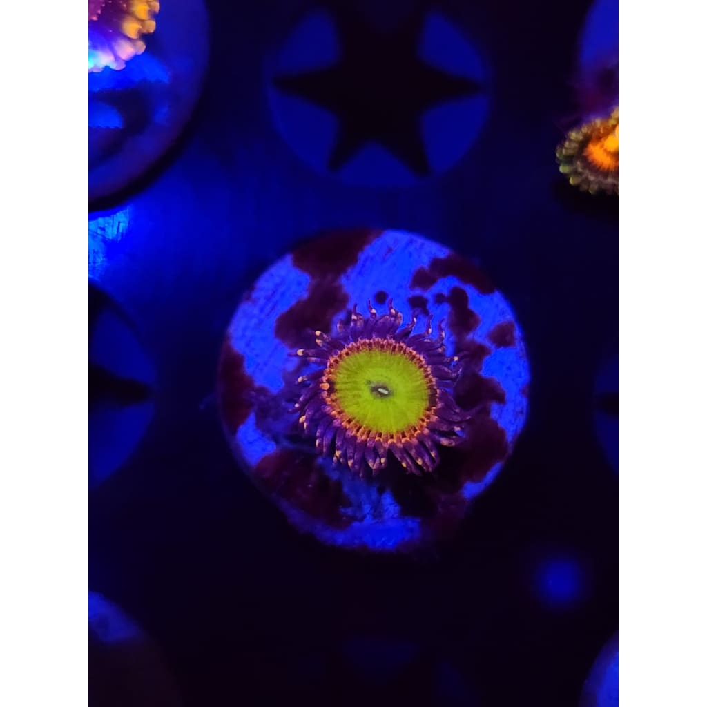 Rainbow Trolls Zoanthid Frag WYSIWYG!