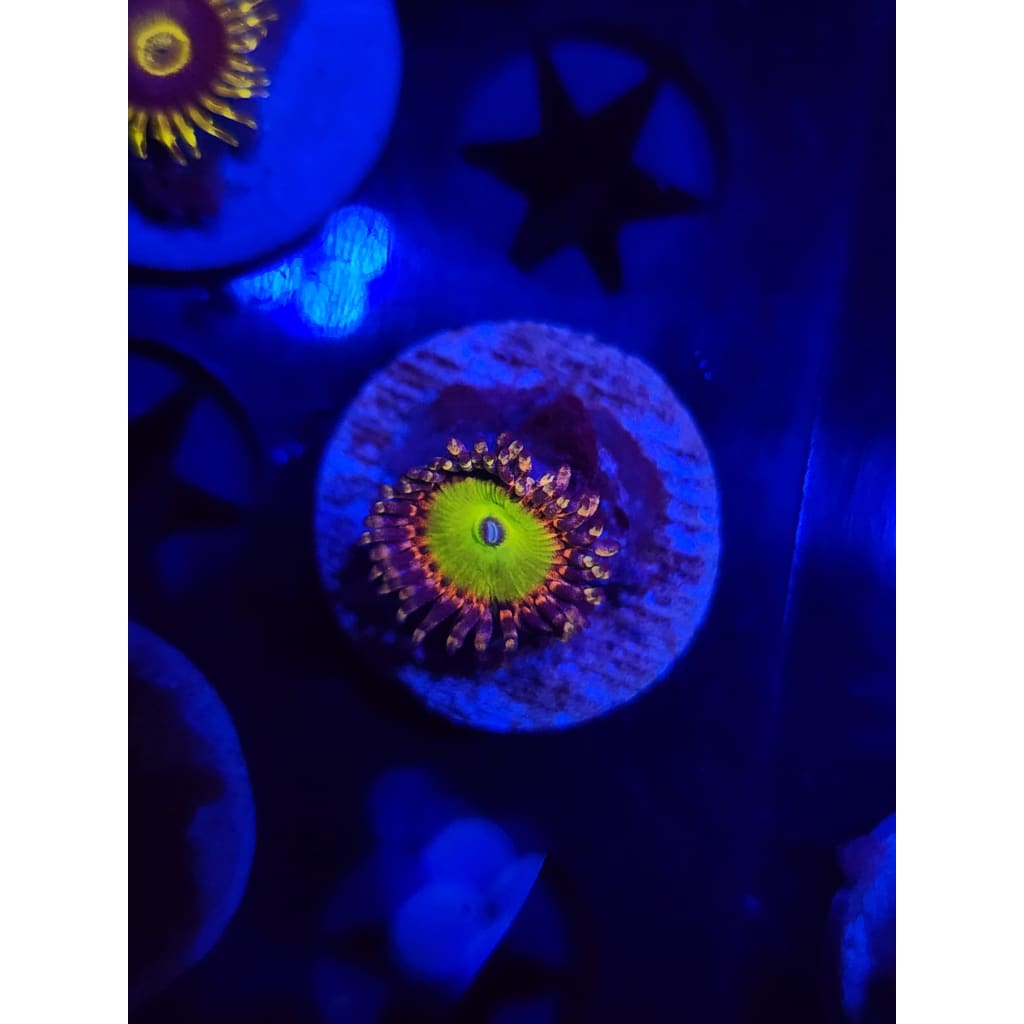 Rainbow Trolls Zoanthid Frag WYSIWYG!