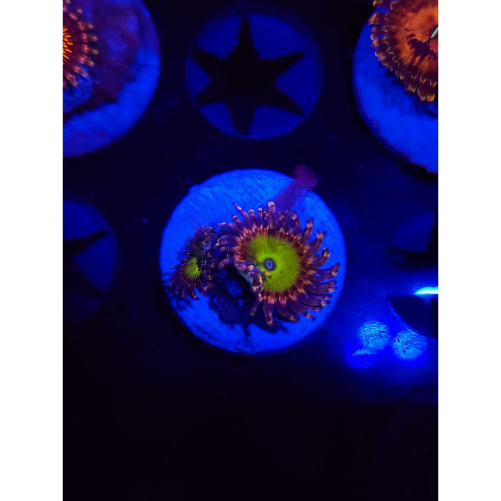 Rainbow Trolls Zoanthid Frag WYSIWYG!