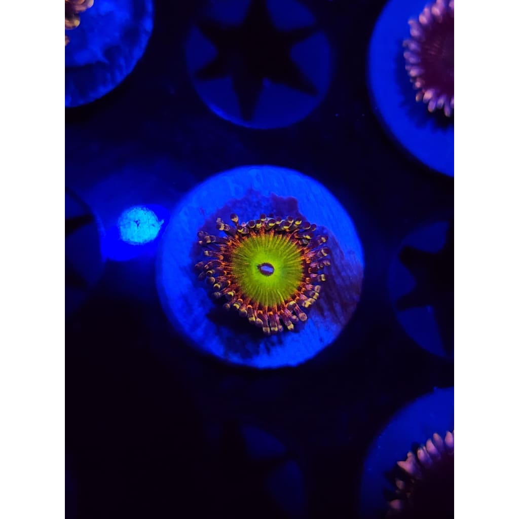 Rainbow Trolls Zoanthid Frag WYSIWYG!