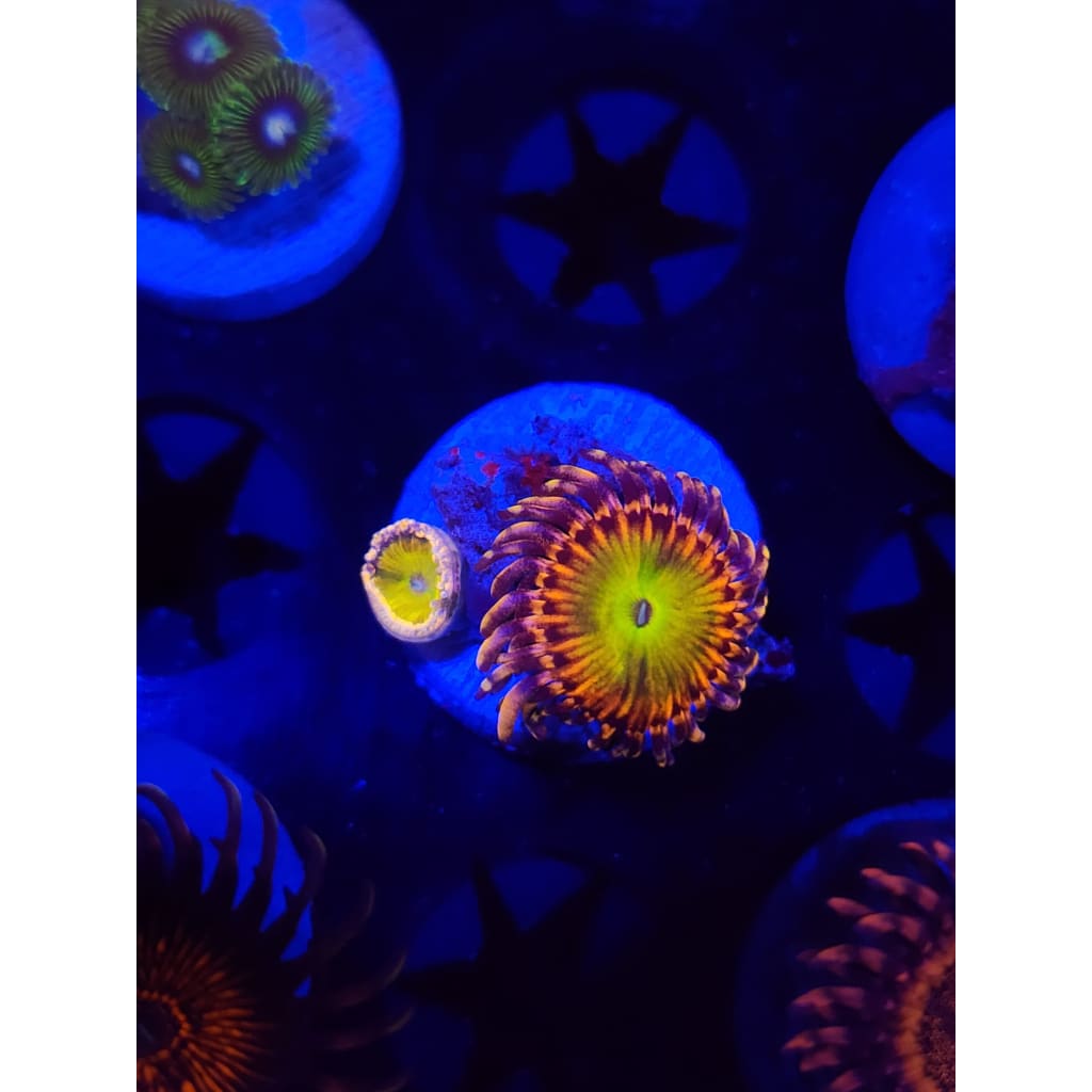 Rainbow Trolls Zoanthid Frag WYSIWYG!