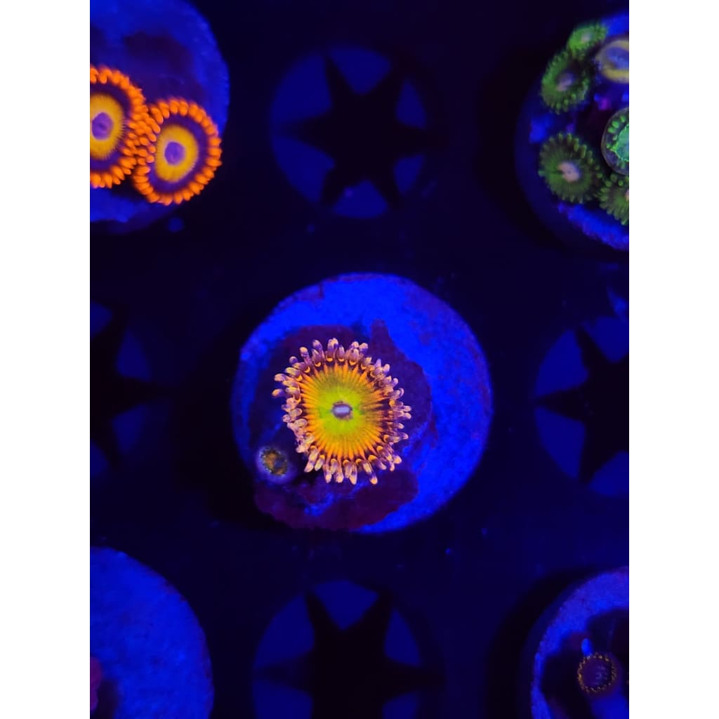 Rainbow Trolls Zoanthid Frag WYSIWYG!