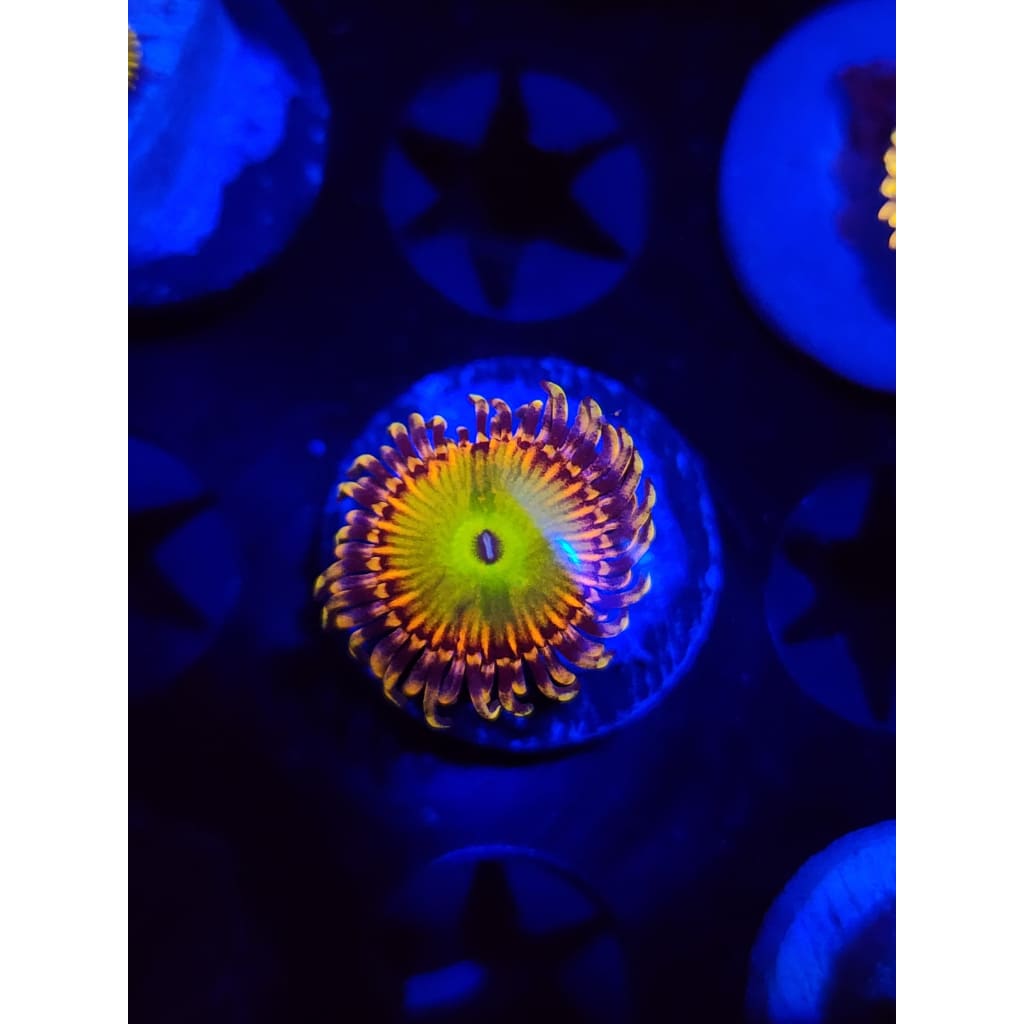 Rainbow Trolls Zoanthid Frag WYSIWYG!