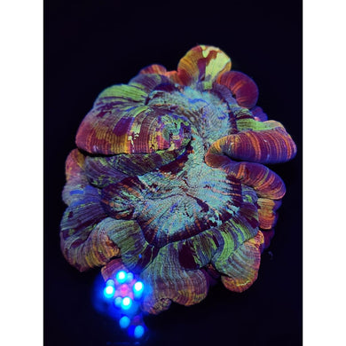 Rainbow Welso Coral WYSIWYG!