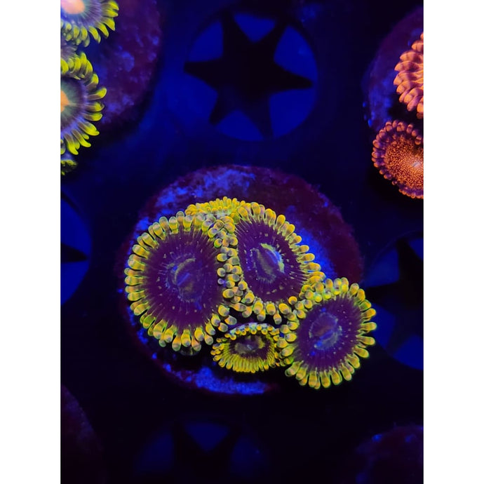 Rainbow Yoda Zoanthid Frag WYSIWYG!