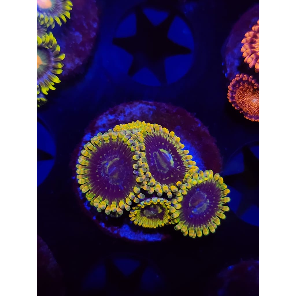 Rainbow Yoda Zoanthid Frag WYSIWYG!