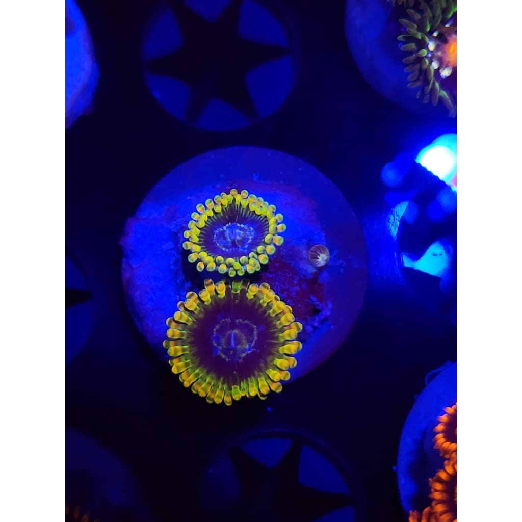 Rainbow Yoda Zoanthid Frag WYSIWYG!