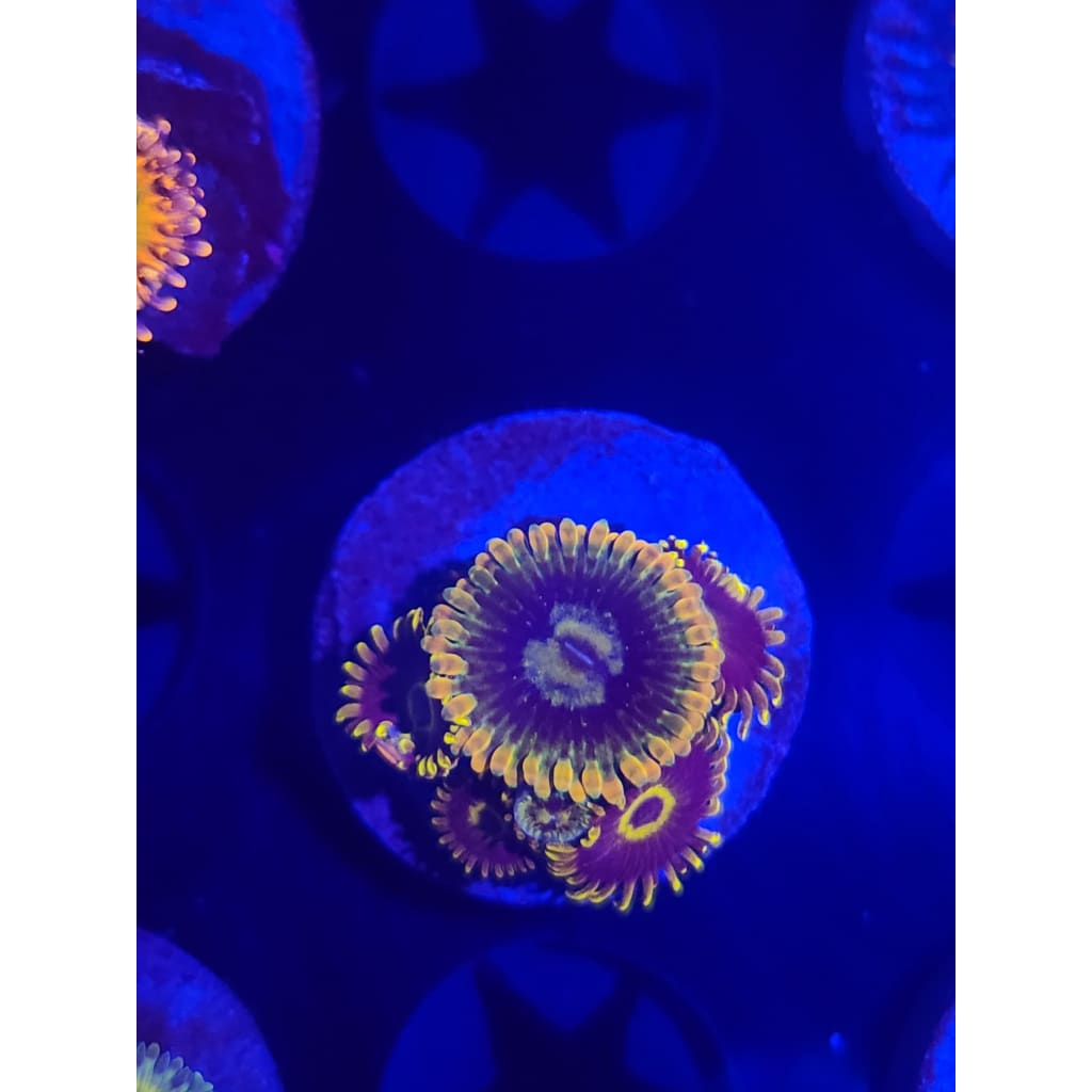 Rainbow Yoda Zoanthid Frag WYSIWYG!