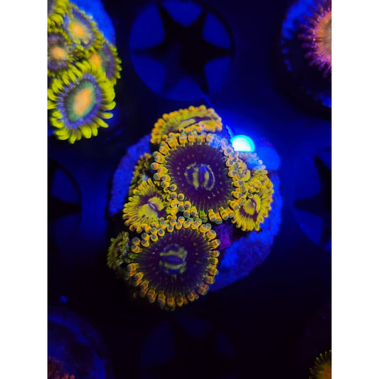 Rainbow Yoda Zoanthid Frag WYSIWYG!