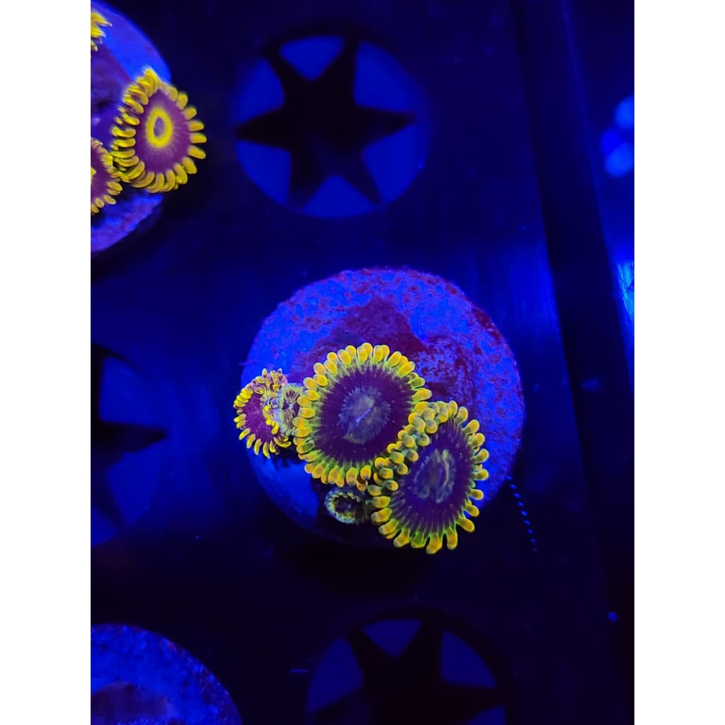 Rainbow Yoda Zoanthid Frag WYSIWYG!