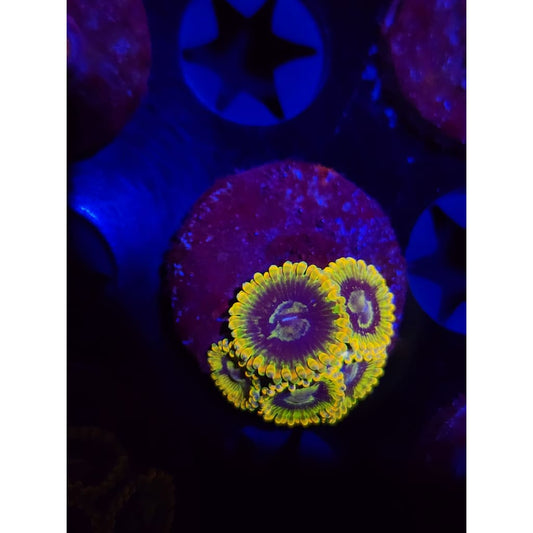 Rainbow Yoda Zoanthid Frag WYSIWYG!