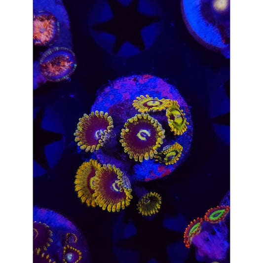 Rainbow Yoda Zoanthid Frag WYSIWYG!