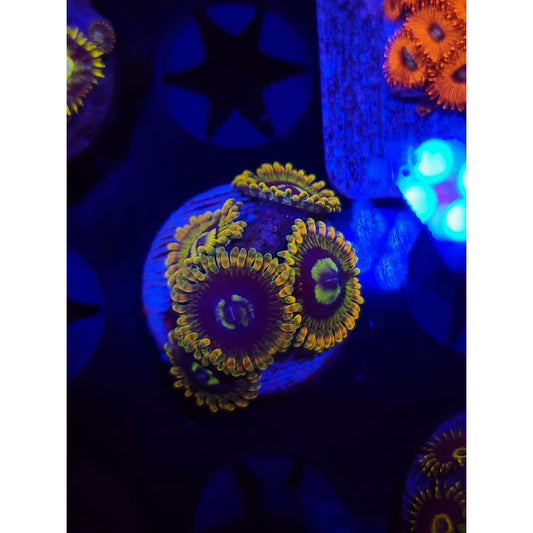 Rainbow Yoda Zoanthid Frag WYSIWYG!