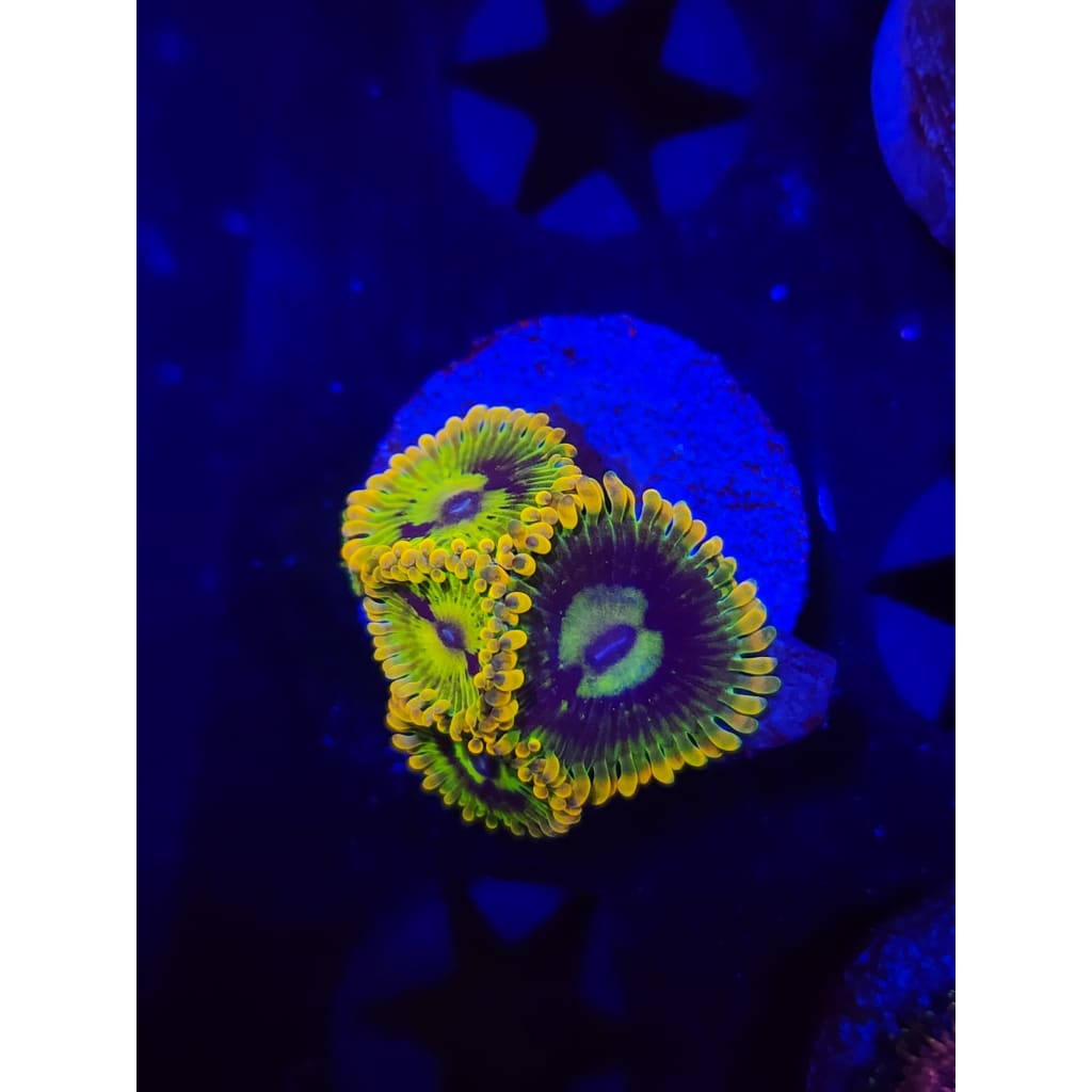 Rainbow Yoda Zoanthid Frag WYSIWYG!