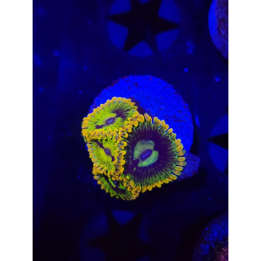 Rainbow Yoda Zoanthid Frag WYSIWYG!