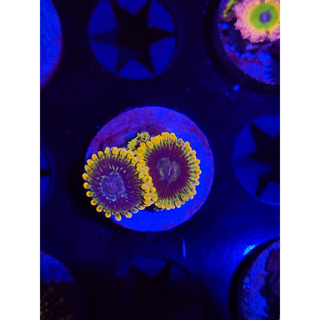 Rainbow Yoda Zoanthid Frag WYSIWYG!